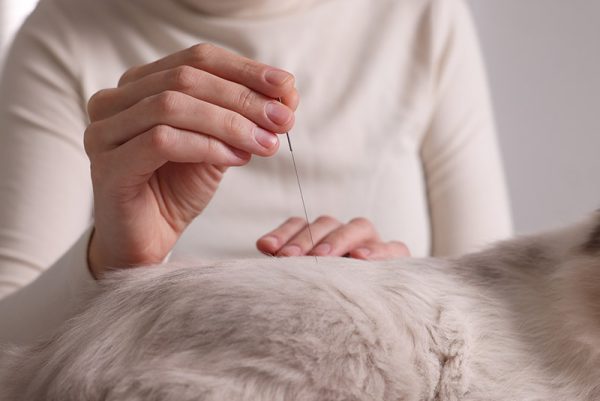 Veterinary holding acupuncture needle near cat's back