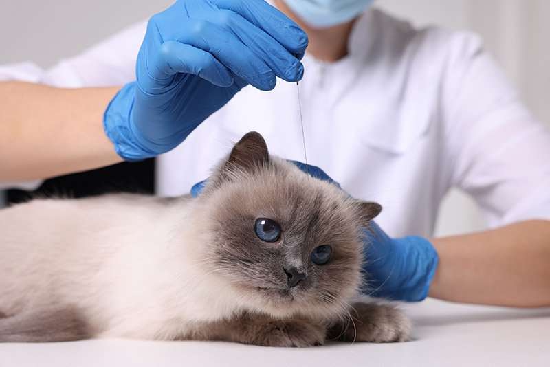 Veterinary holding acupuncture needle near cat's head in clinic