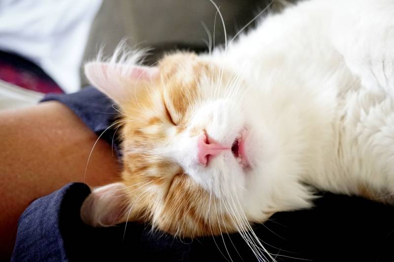 White and orange kitten snoring while sleeping