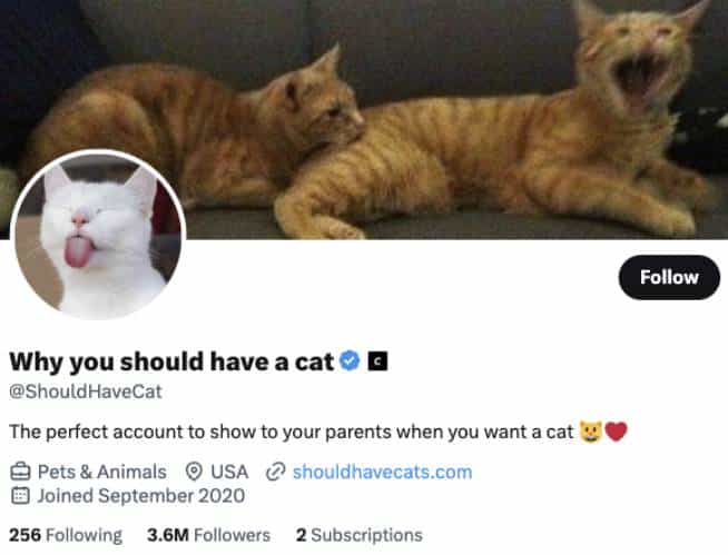 Why you should have a cat Twitter Account