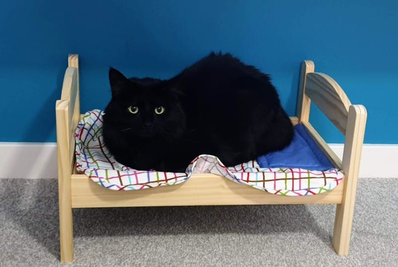 Zelda the black cat in her Zelda sized bed