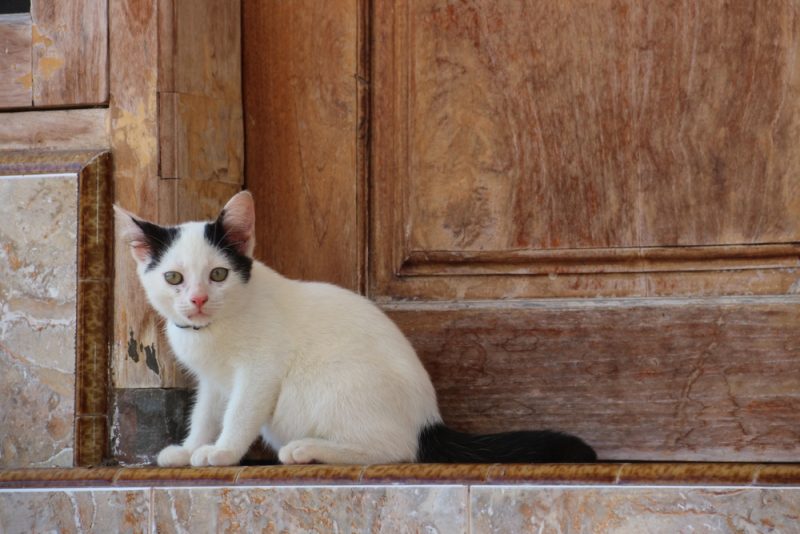 a cat by the door