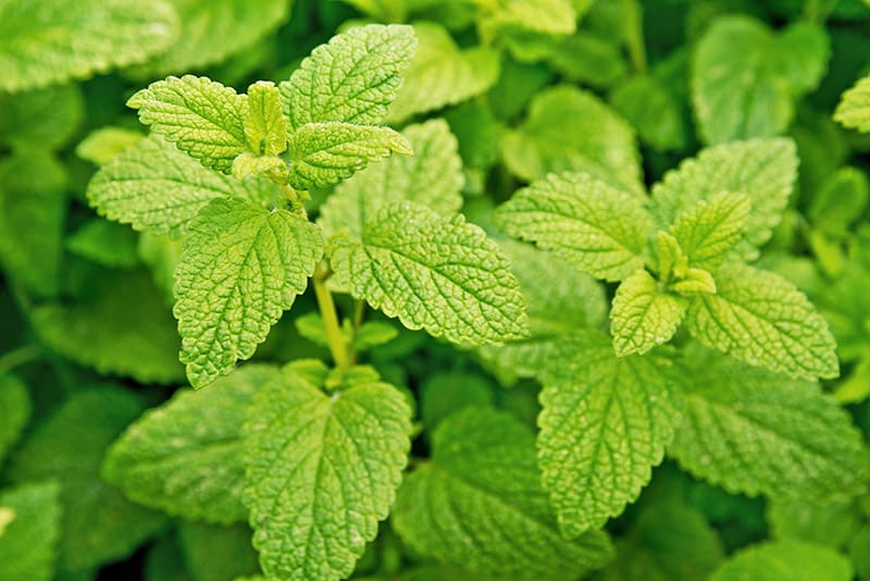 a detail of lemon balm in the garden