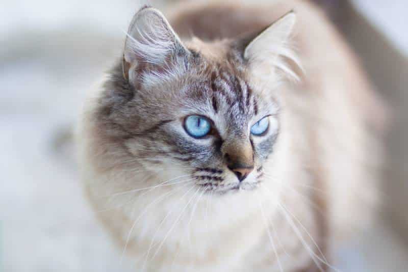 a domestic cat with turquoise blue eyes