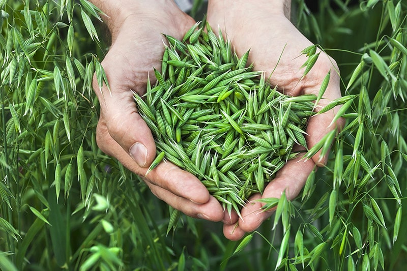 a handful of ripe green oats on the background of the summer field