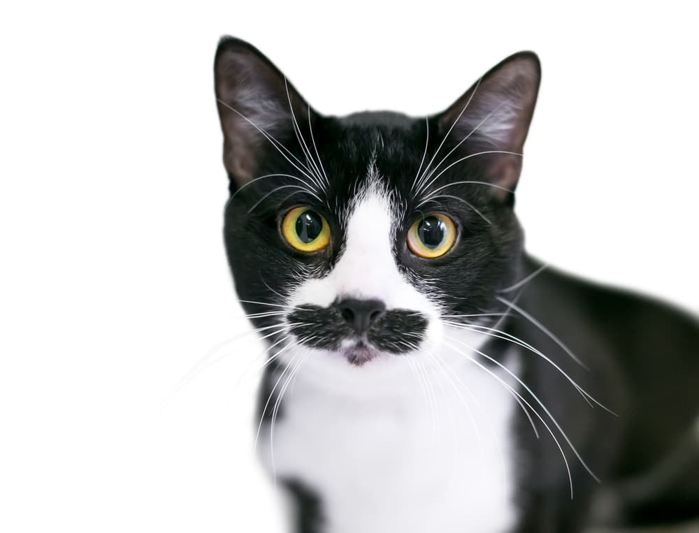 black-and-white-cat-having-mustaches