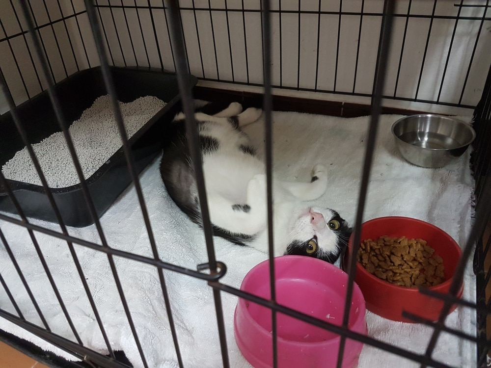 black-and-white-cat-inside-cage