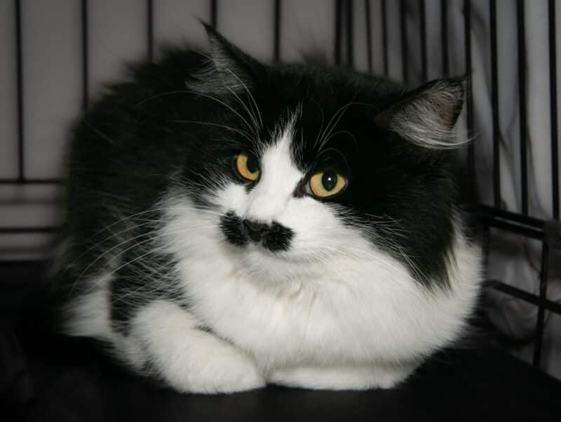 black-and-white-cat-resting