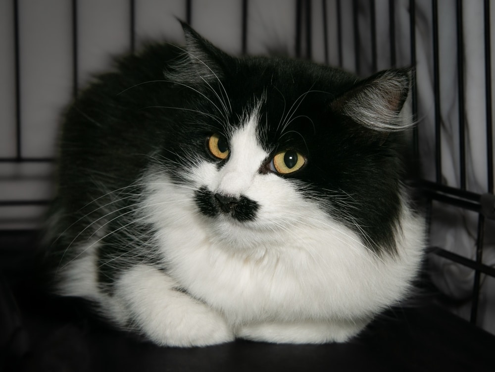 black-and-white-cat-resting