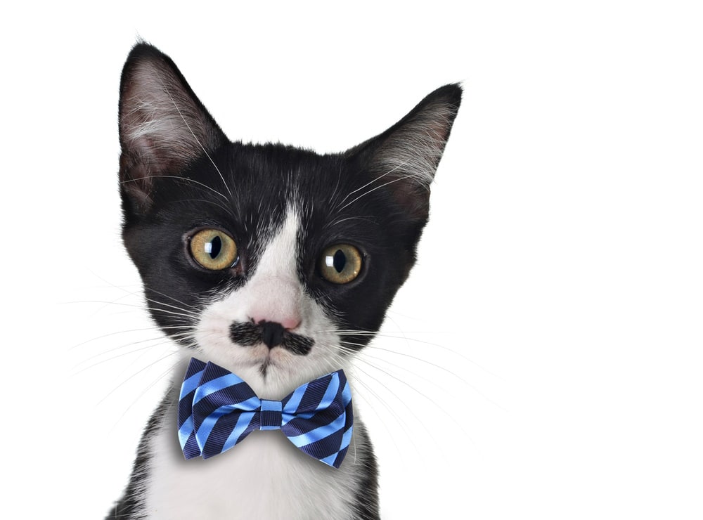 black-and-white-cat-with-mustaches