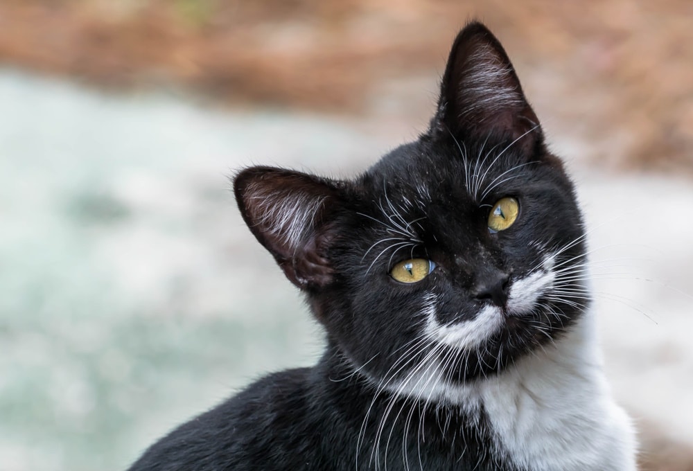 black-and-white-cat-with-mustaches