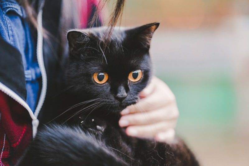 black cat in the arms of a woman