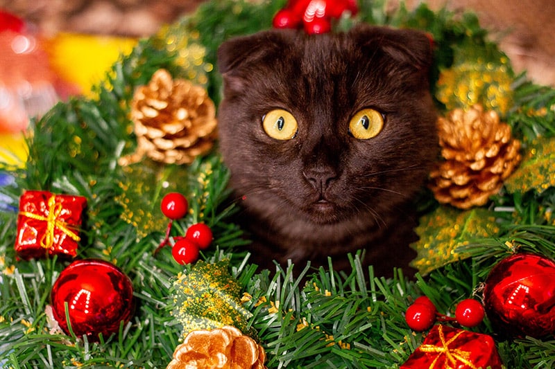 black cat with advent wreath