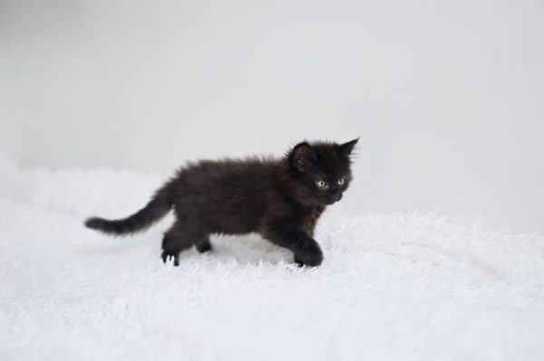 2-Month-Old Kitten: What to Expect & How to Care For Them - Catster