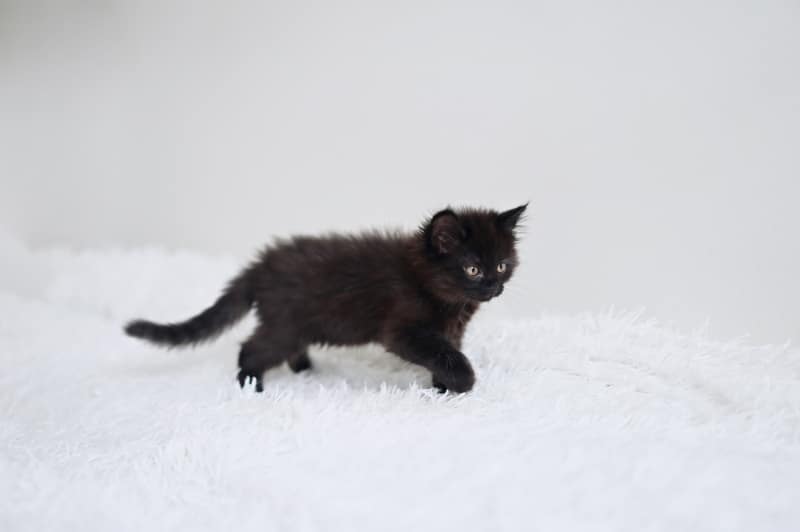 black two month old kitten walking carpet