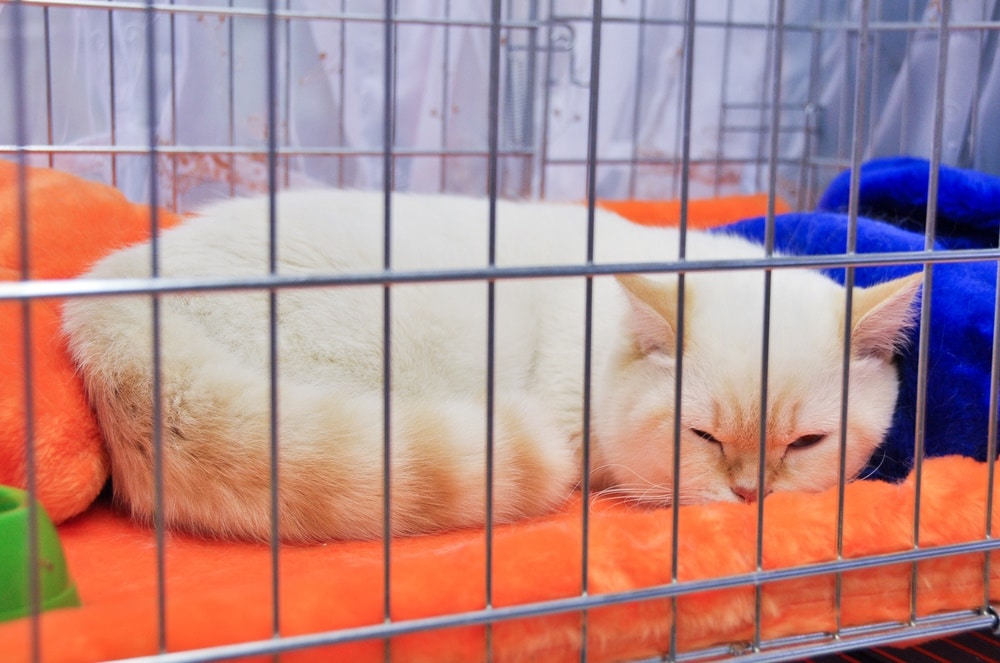 brumilla-cat-sleeping-inside-the-cage