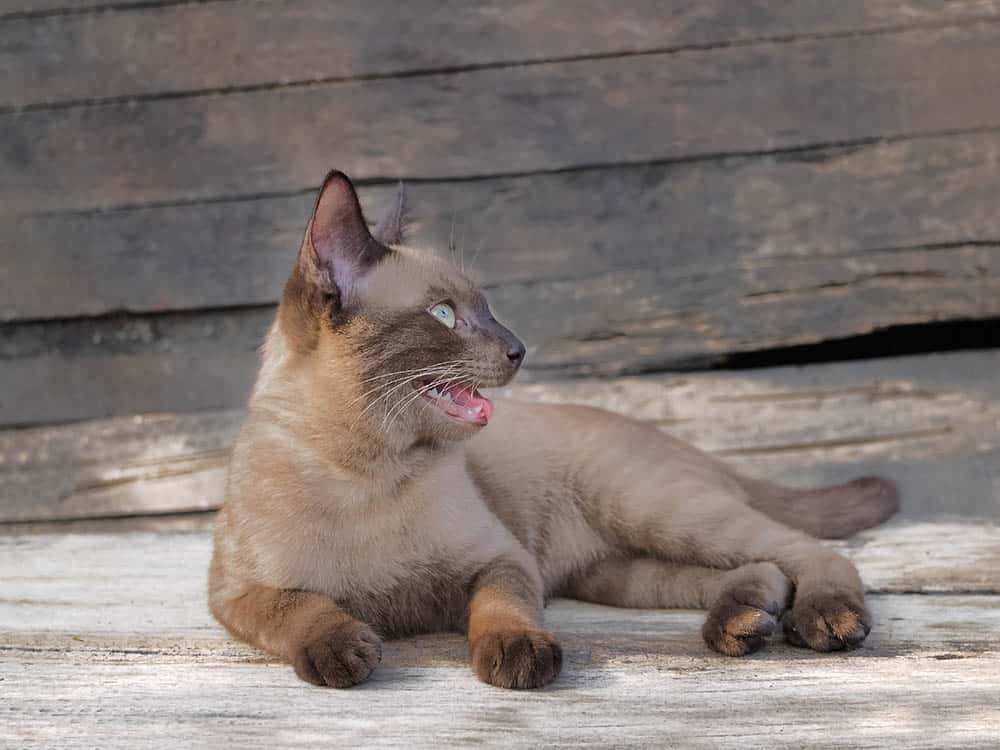 burmese cat catching breath