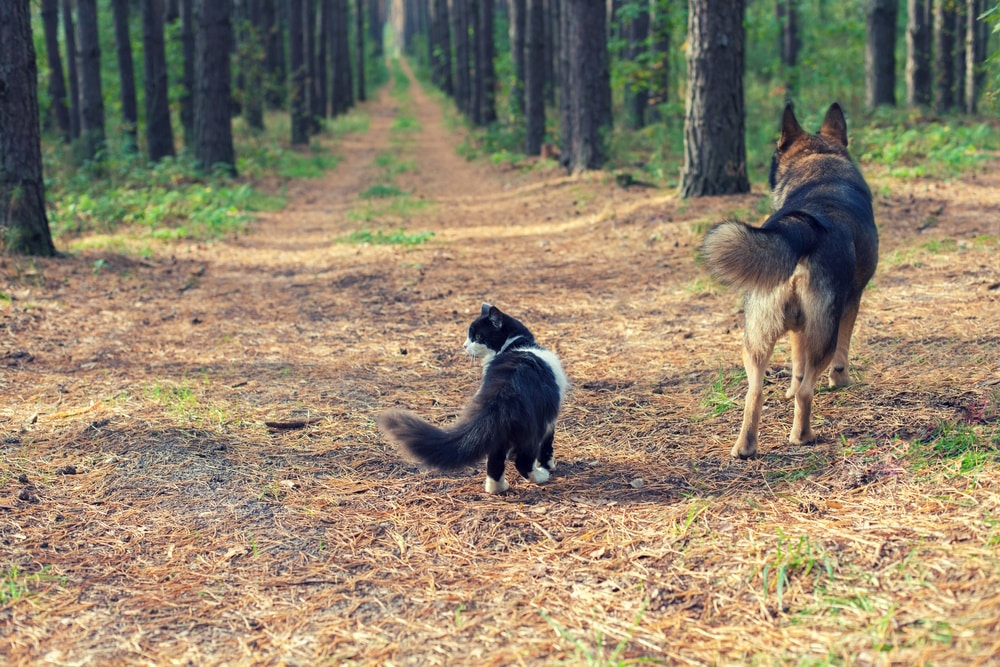cat-and-dog-walking