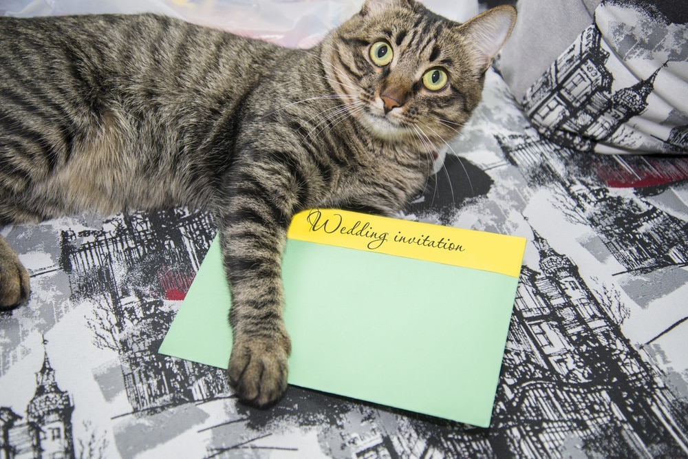 cat-holding-wedding-invitation