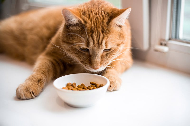 cat looking at a bowl of cat food