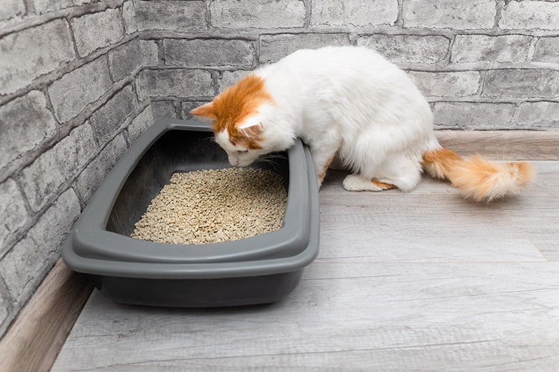 cat looking at the litter box