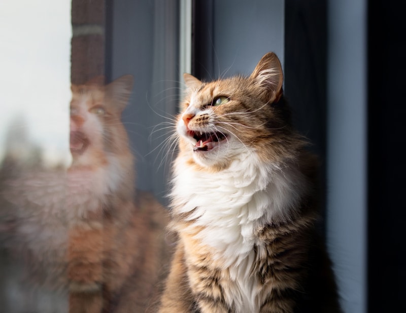 cat meowing or chirping by the window