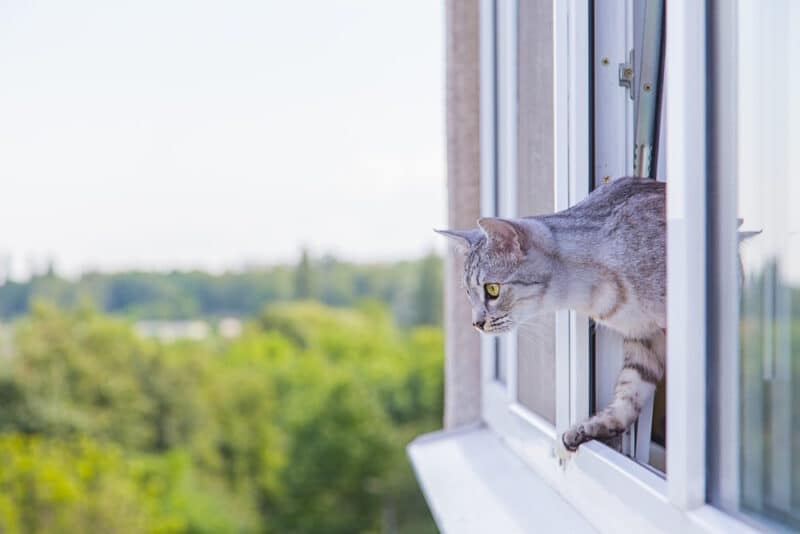 cat-peeking-out-of-the-window