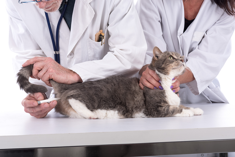 cat rectal thermometer vet checking