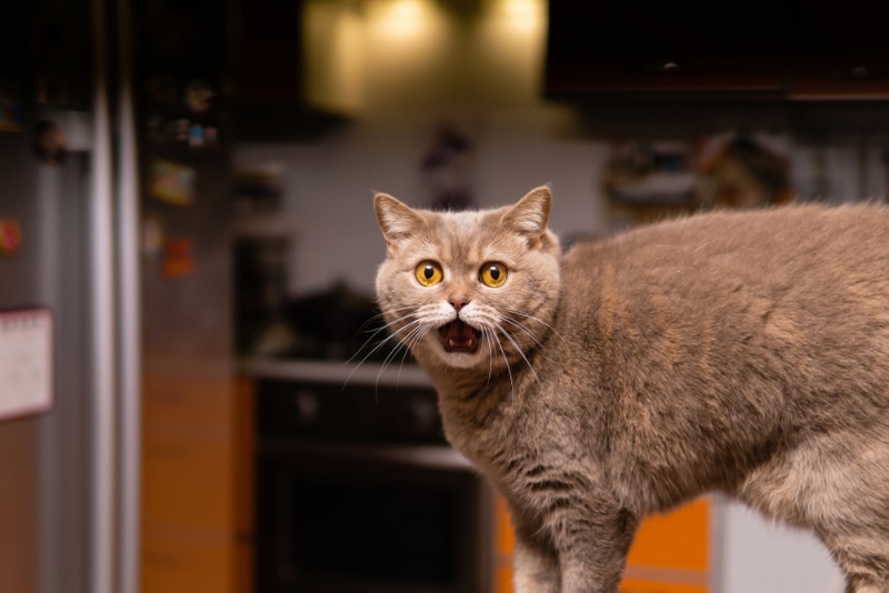 cat screaming or looked surprised