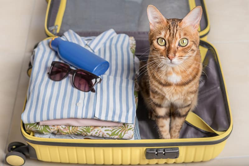 cat sitting inside an open suitcase