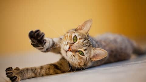 cat stretching front paws