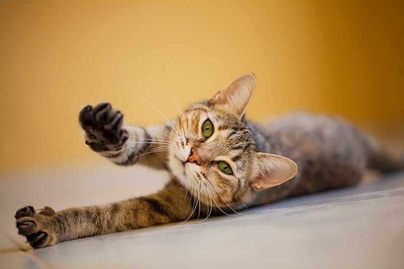 cat stretching front paws