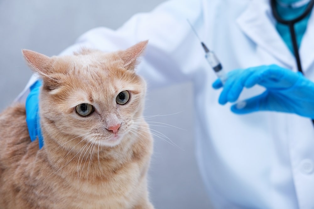 cat vaccination