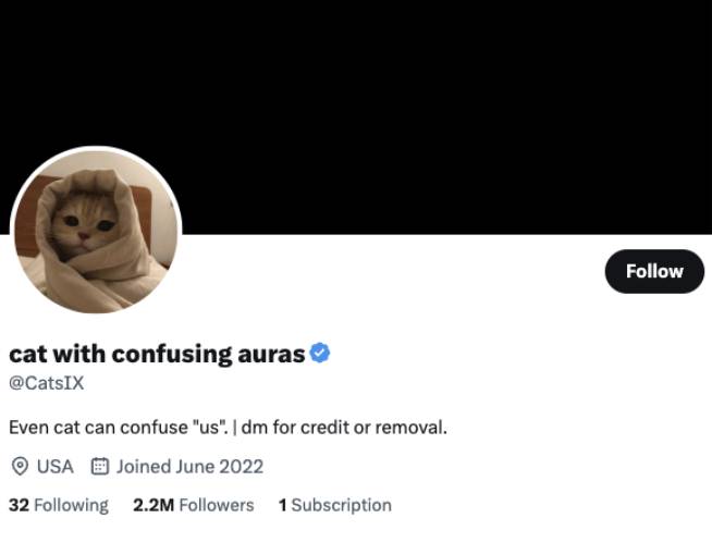 cat with confusing auras Twitter Account