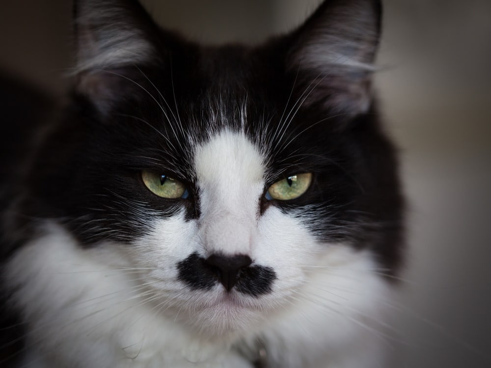 cat-with-mustaches