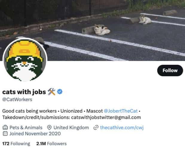 cats with jobs Twitter Account