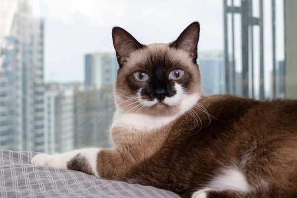 5 Snowshoe Cat Colors Patterns With Info Pictures Catster 5-snowshoe-cat-colors-patterns-with-info-pictures-catster
