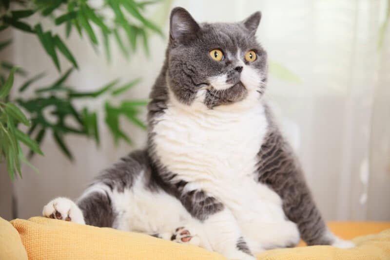 fat-cat-with-mustaches