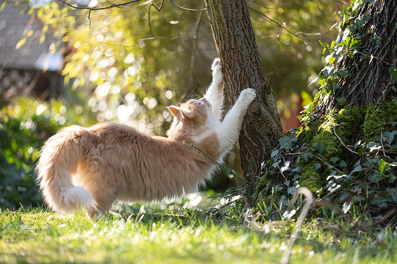 fluffy cat stretching while scratching the tree