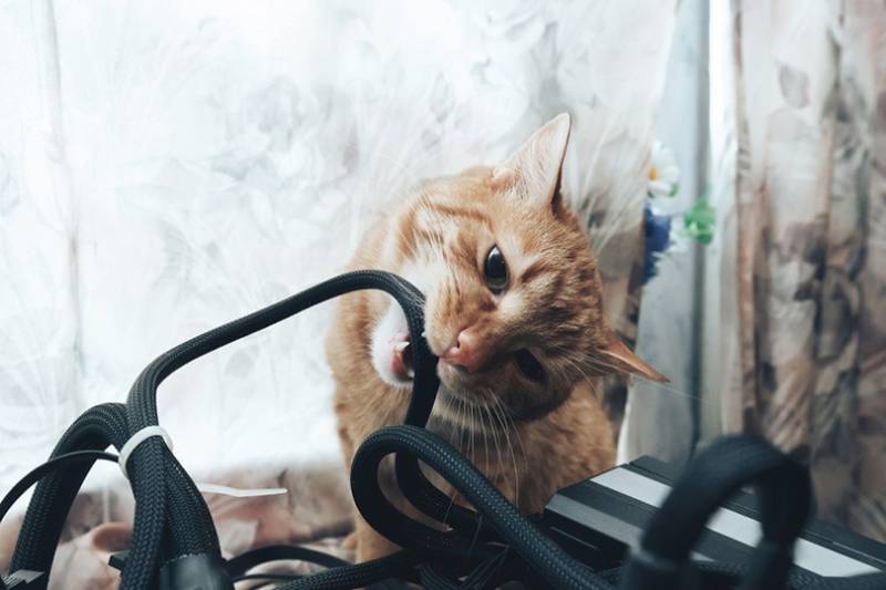 ginger cat biting an electrical cord