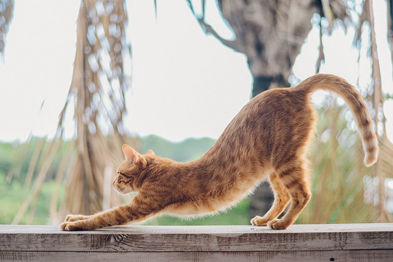 ginger cat stretching after waking up from nap