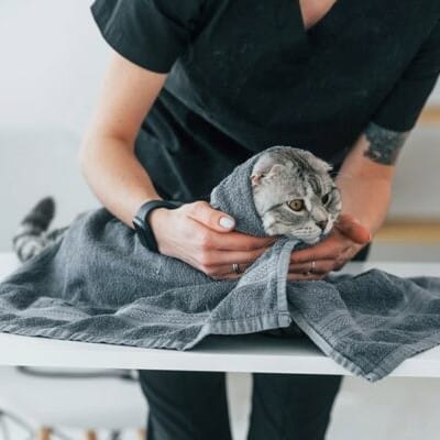 Happy Cat Spa - Grooming