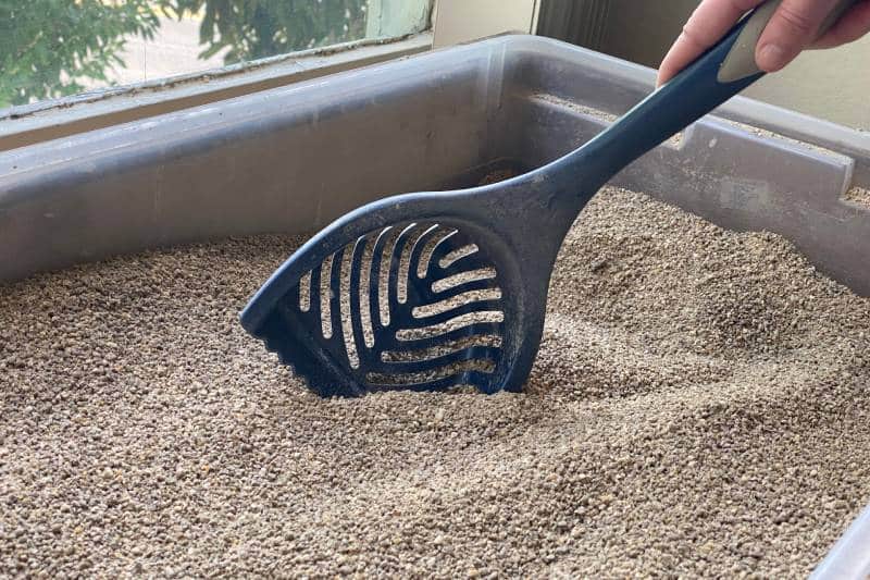 hand scooping cat litter box near window