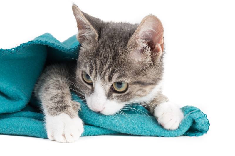 kitten sucking on blanket