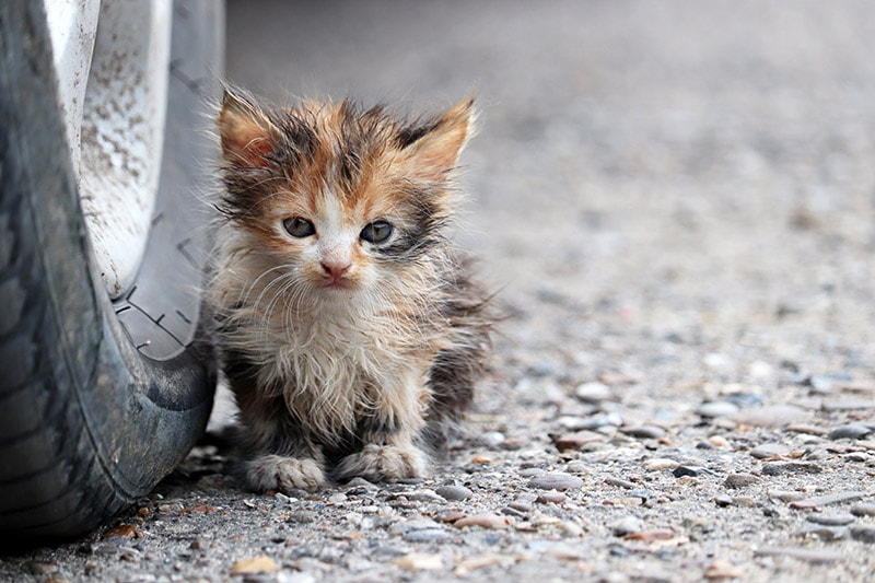 little stray kitten beside the car wheel