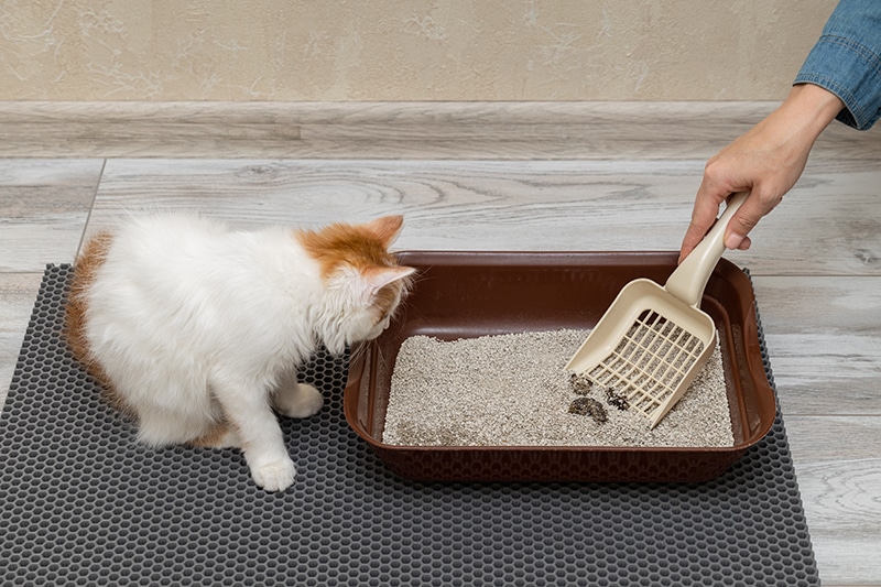 man cleans cat litter with a shovel