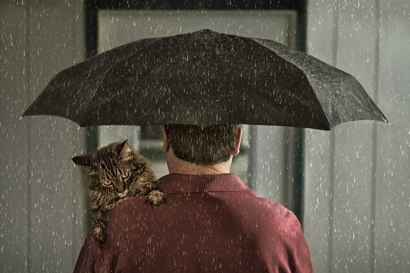 man holds a black umbrella over his cat to keep him safe from the rain
