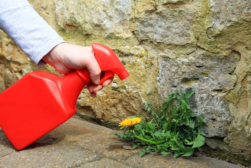 man spraying weed killer in a red container