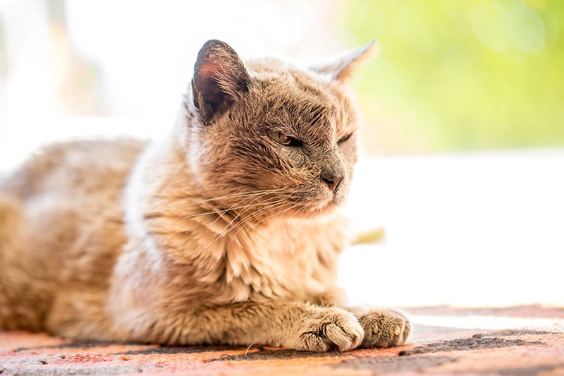 old cat asleep on the table