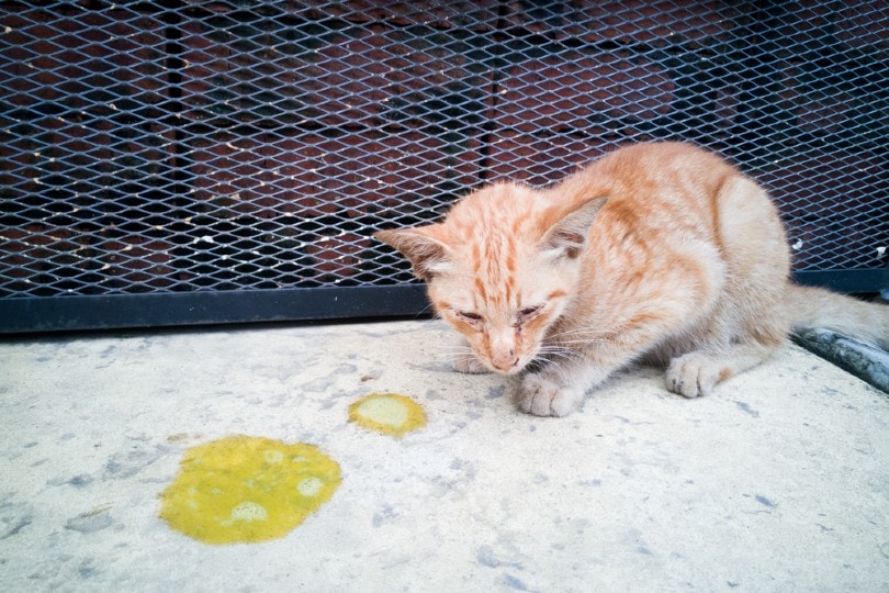 orange kitten vomiting on the floor